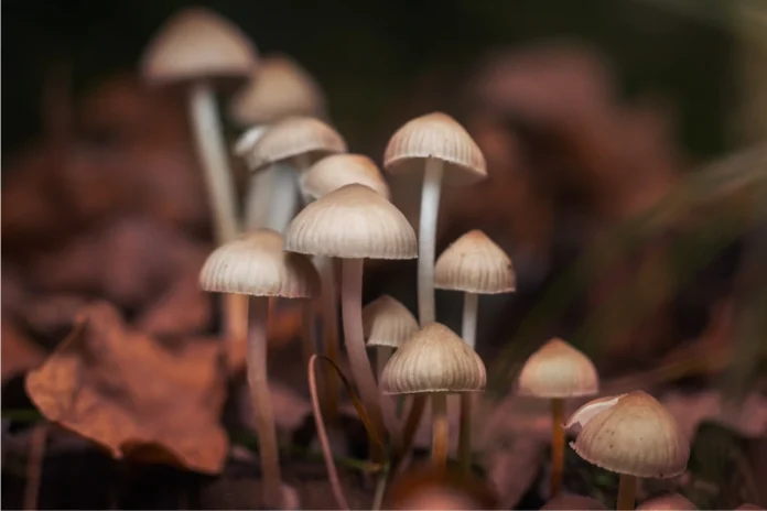 Die antidepressive Wirkung von Psilocybin aus Magic Mushrooms könnte überschätzt worden sein.