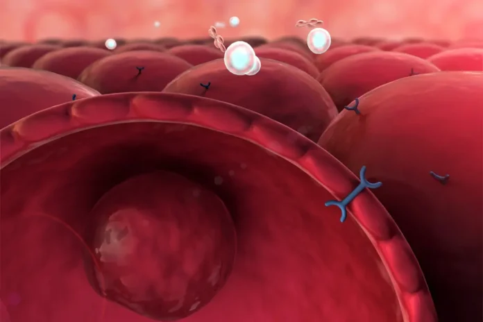 Stammzellen in der Diabetes-Therapie