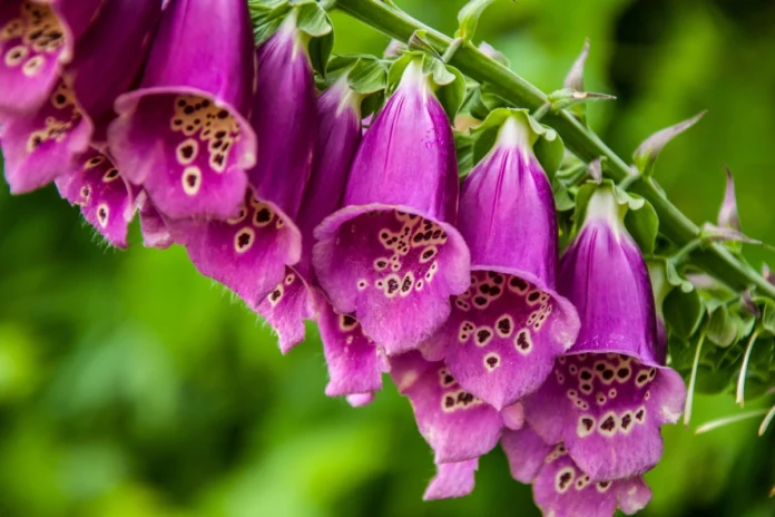Blühender roter Fingerhut (Digitalis purpurea) – Heilpflanze in der Phytotherapie bei Herzschwäche