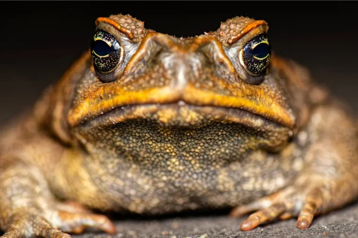 Krötengift als Droge