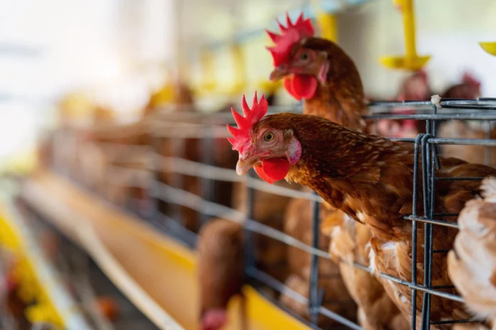 Vogelgrippe: One Health als Strategie gegen neue Gesundheitsrisiken