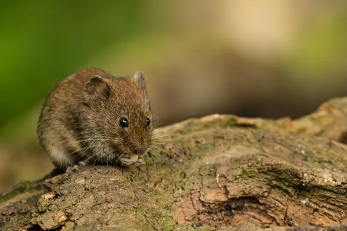 Rötelmaus mit braun-rötlichem Fell sitzt auf einem Baumstamm und frisst, vor unscharfem grünem Waldhintergrund.