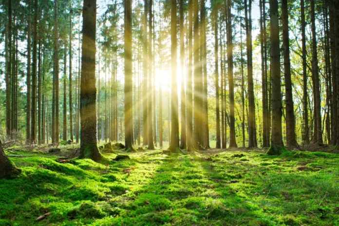 Sonnenstrahlen fallen durch einen grünen Nadelwald mit moosbedecktem Boden.