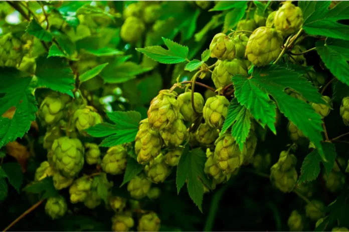 Hopfenzapfen an einer Hopfenpflanze mit grünen Blättern, aufgenommen in Nahaufnahme.