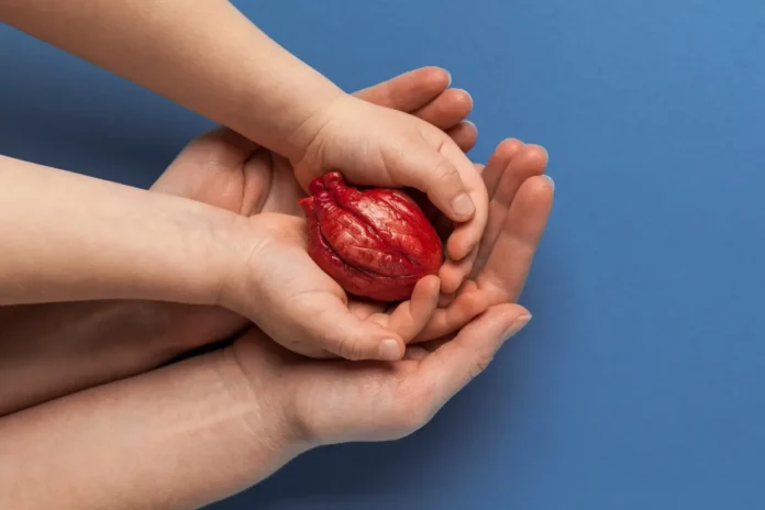 Kinder- und Erwachsenenhände halten gemeinsam ein rotes anatomisches Herzmodell vor blauem Hintergrund.