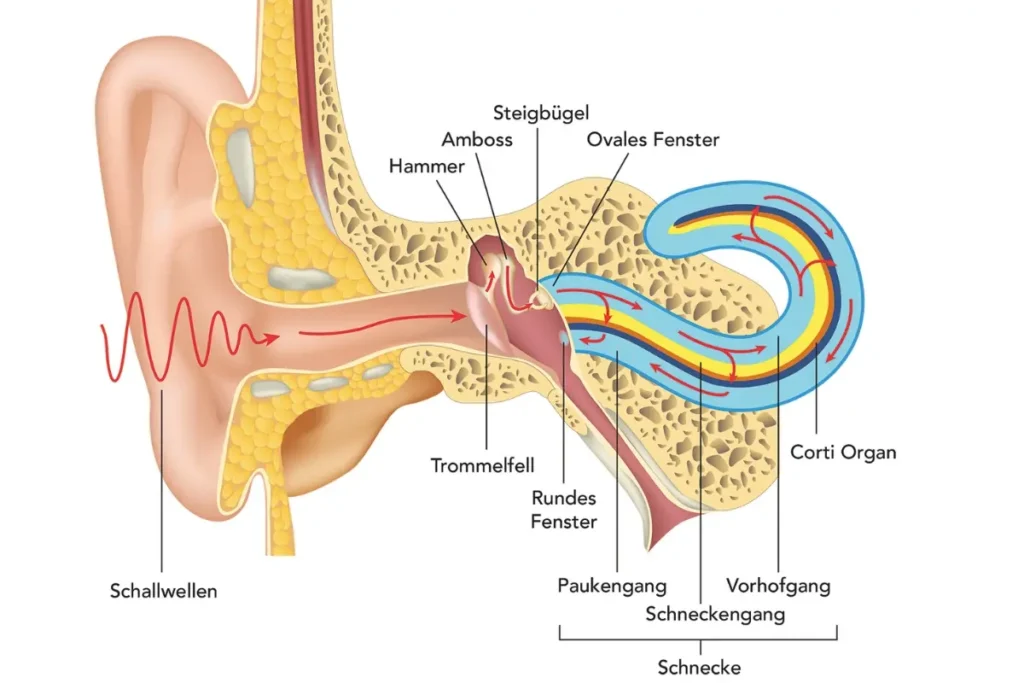 Schematische Darstellung des menschlichen Ohrs mit Beschriftungen der wichtigsten Strukturen wie Trommelfell, Gehörknöchelchen und Schnecke.