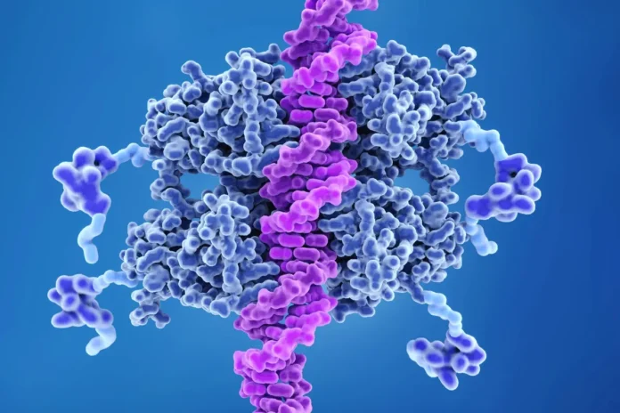 3D-Darstellung des Tumorsuppressor-Proteins p53 (blau), das an eine DNA-Doppelhelix (violett) gebunden ist.