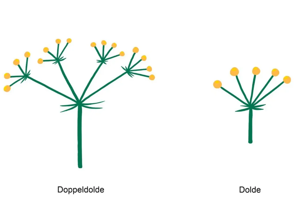 Schematische Darstellung von Dolde und Doppeldolde als typische Blütenstände der Apiaceae (Doldenblütler)
