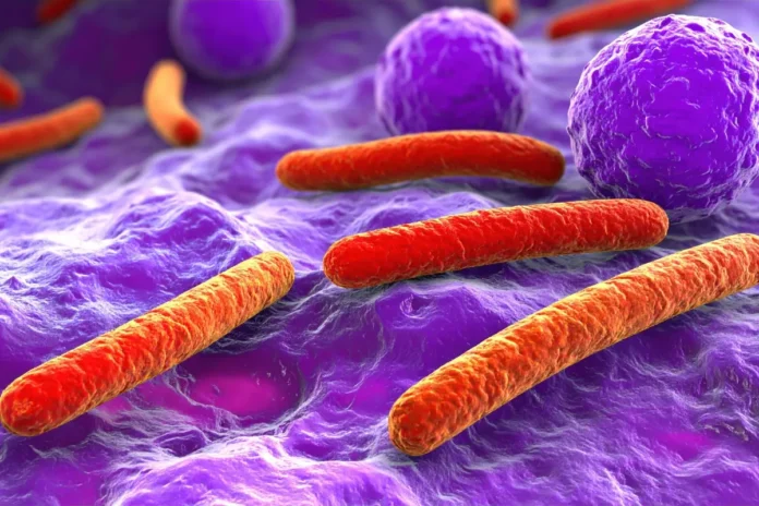 Illustration von Bakterien im Tumorgewebe: Tumormikrobiota beeinflusst Tumorbiologie und Immunantwort