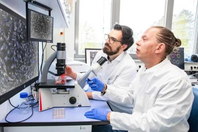 Dr. Maximilian Binter und Dr. Heiko Fuchs untersuchen Augen-Bindegewebszellen für ein neues Glaukom-Implantat.