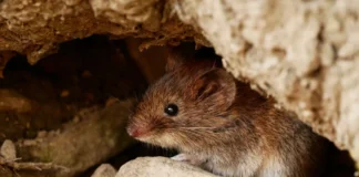 Maus in einem Versteck als möglicher Überträger von Hantaviren
