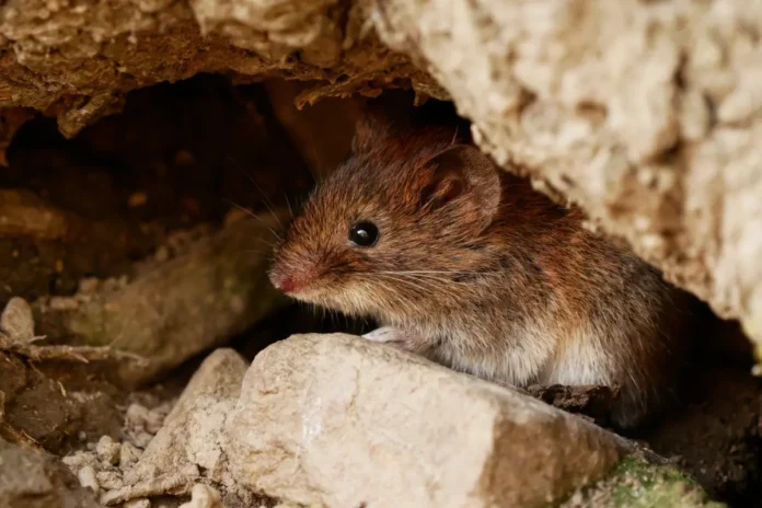 Maus in einem Versteck als möglicher Überträger von Hantaviren