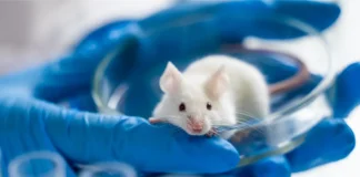 Labormaus in einer Petrischale als Symbolbild für Tierversuche in der Pharmaforschung