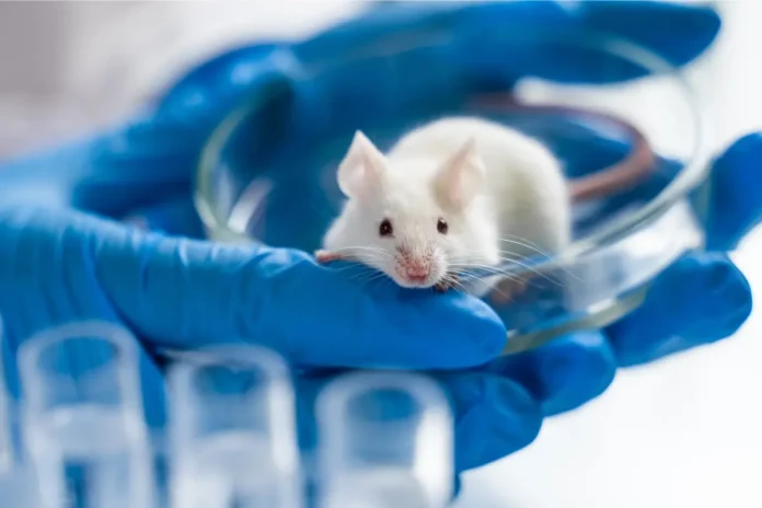 Labormaus in einer Petrischale als Symbolbild für Tierversuche in der Pharmaforschung