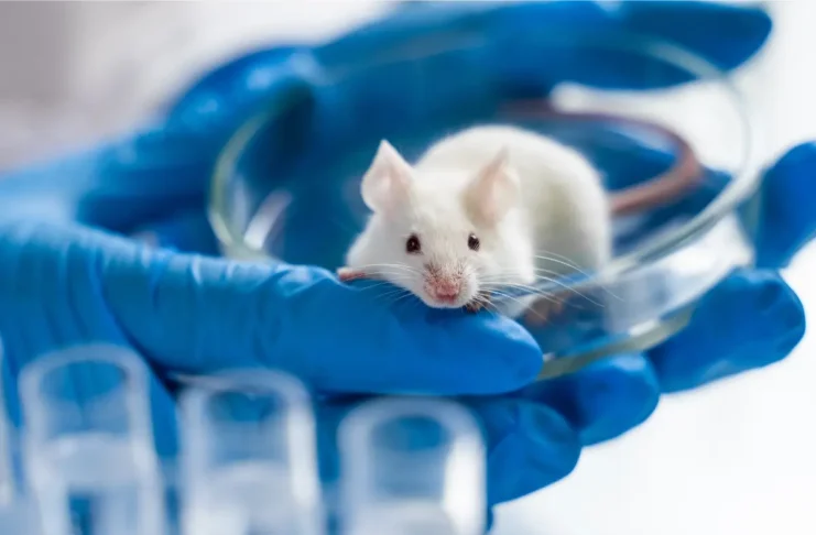 Labormaus in einer Petrischale als Symbolbild für Tierversuche in der Pharmaforschung