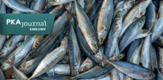 Frischer Hering und Makrele als Beispiel für nachhaltigen Fischkonsum