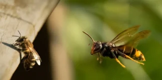 Asiatische Hornisse greift Biene im Flug an – charakteristische dunkle Färbung und gelbe Beinspitzen erkennbar