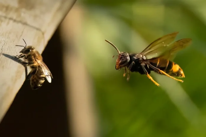 Asiatische Hornisse greift Biene im Flug an – charakteristische dunkle Färbung und gelbe Beinspitzen erkennbar