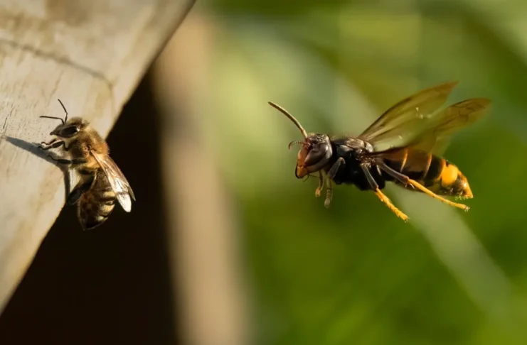 Asiatische Hornisse greift Biene im Flug an – charakteristische dunkle Färbung und gelbe Beinspitzen erkennbar