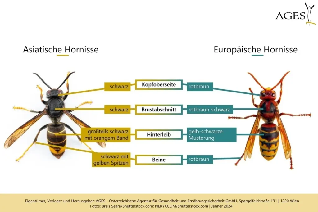 Vergleich Asiatische Hornisse und Europäische Hornisse – Unterschiede in Färbung von Kopf, Thorax, Hinterleib und Beinen laut AGES