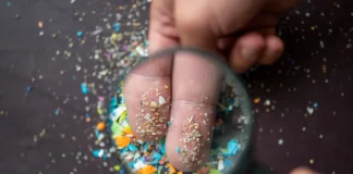 Mikroplastikpartikel unter einer Lupe. Eine MedUni Wien-Studie untersuchte die Auswirkungen von PET-Mikroplastik auf Immunreaktionen in der Lunge.