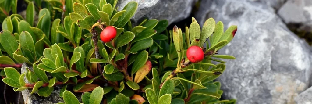 Bärentraube (Arctostaphylos uva-ursi) mit roten Beeren in alpiner Umgebung.