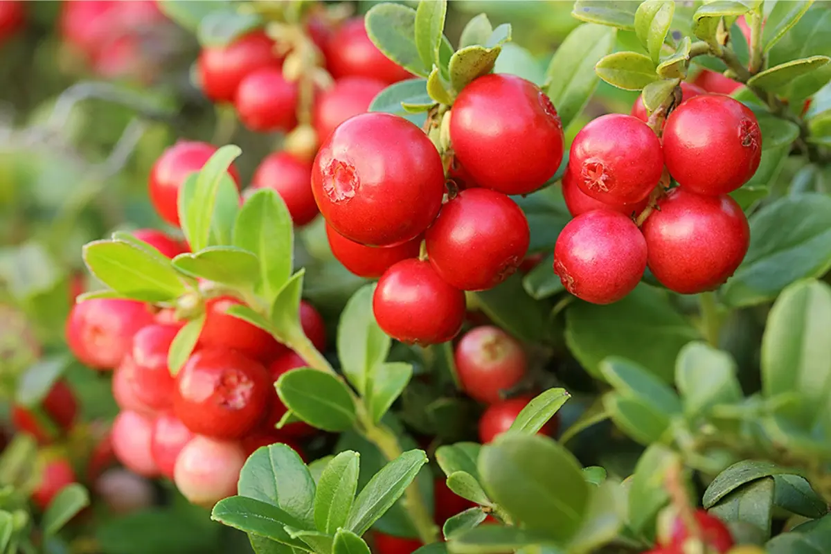Cranberry (Vaccinium macrocarpon)
