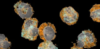 Mikroskopische Aufnahme unreifer neutrophiler Granulozyten, die laut Studie als Marker für das Sterberisiko nach einem Herzinfarkt untersucht wurden.