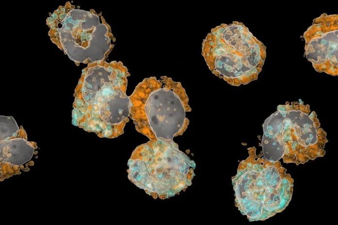 Mikroskopische Aufnahme unreifer neutrophiler Granulozyten, die laut Studie als Marker für das Sterberisiko nach einem Herzinfarkt untersucht wurden.