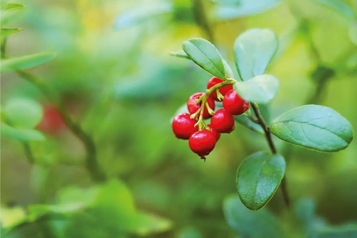 Preiselbeere (Vaccinium vitis-idaea)