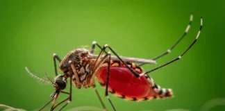 Aedes-Mücke beim Blutsaugen auf menschlicher Haut