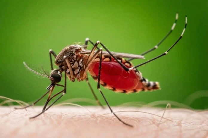 Aedes-Mücke beim Blutsaugen auf menschlicher Haut