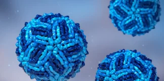 West-Nil-Virus – Darstellung von Viruspartikeln