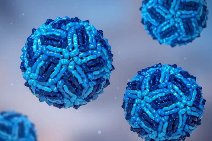 West-Nil-Virus – Darstellung von Viruspartikeln