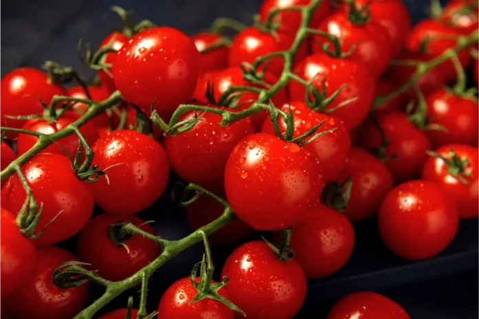 Rote Cocktailtomaten an Rispen – die AGES warnt vor Salmonellen in Cocktailtomaten aus zwei Regionen Siziliens.